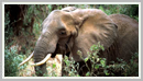 African Elephant