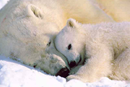 polar bear with cub