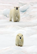 Polar habitat