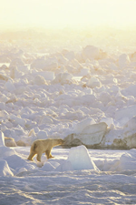 polar bear walking