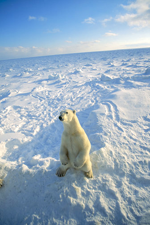 Polar Bears walking sitting and staring