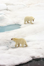 polar bears on breaking ice